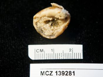 Media type: image;   Invertebrate Zoology 139281